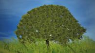 Happy Tree